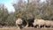 A group of rhinos under a tree looks into the camera and chews