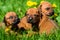 Group of Rhodesian Ridgeback puppies lying on grass
