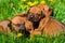 Group of Rhodesian Ridgeback puppies lying on grass