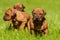 Group of Rhodesian Ridgeback puppies sitting in the grass