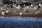 Group of Ring-billed Gulls on the beach