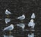 Group of ring-billed gulls in a pond