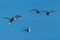 Group of Ring-necked Ducks and Redheads in Flight