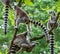 A group of ring tail makies