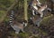 Group Ring tailed lemur