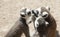 Group Ring-tailed lemur of eating