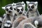 Group of ring-tailed lemur portraits sitting together