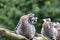 Group of the ring-tailed lemur is posing outdoors