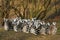 Group of ring-tailed lemurs