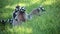 Group Of Ring-Tailed Lemurs (Lemur Catta)