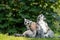 A group of ring-tailed lemurs, Lemur catta. A large strepsirrhine primate at Jersey zoo