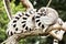 Group of Ring-tailed lemurs (Lemur catta) resting on the tree br