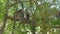 Group of Ring-tailed lemurs Lemur catta sitting on tree, jumping over branches, in their natural habitat Madagascar forest