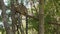 Group of Ring-tailed lemurs Lemur catta sitting on tree, jumping over branches, in their natural habitat Madagascar forest