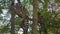 Group of Ring-tailed lemurs Lemur catta sitting on tree over branches, in their natural habitat Madagascar forest