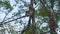 Group of Ring-tailed lemurs Lemur catta sitting on tree over branches, in their natural habitat Madagascar forest