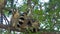 Group of Ring-tailed lemurs Lemur catta sitting on tree over branches, in their natural habitat Madagascar forest