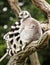 Group of Ring-tailed lemurs (Lemur catta) on the tree branch