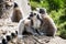 Group of Ring-tailed lemurs resting on the tree trunk
