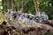 Group of ring-tailed lemurs sitting and hugging on a tree