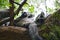 Group of ring-tailed lemurs sleeping over a tree