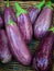 Group of Ripe Aubergines