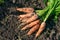 Group of ripe carrots with green foliage freshly digged from vegetable bed on bright sunlight. Countryside garden, cultivation and