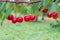 Group of ripe and fresh red cherries hang on cherry trees in Fruit Village or Orchard at Hokkaido, Japan.