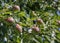 A group of ripe healthy yellow and green pears growing on a pear tree branch, in a genuine organic garden. Close-up