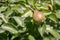 A group of ripe healthy yellow and green pears growing on a pear tree branch, in a genuine organic garden. Close-up