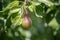 A group of ripe healthy yellow and green pears growing on a pear tree branch, in a genuine organic garden. Close-up