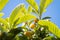 Group of almost ripe loquats fruits on the tree among the leaves in the background blue sky