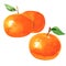 Group of ripe orange tangerines with leaves, tangerine or clementine fruit, citrus, isolated, hand drawn watercolor