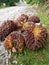 Group of ripe palm fruit after harvest at the ground