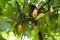 Group of ripe and raw cocoa beans , Theobroma cacao on a tree in island Bali, Indonesia