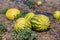 A group of ripe watermelons of green striped and yellow lie on a melon on a brown soil