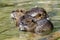 Group of river rats, Nutria (Myocastor coypus) sitting in the water an eating vegetables