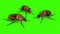 Group Roaches Beetle Insects Green Screen 3D Rendering Animation