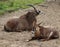 Group Roan antelope