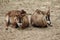 Group Roan antelope