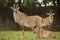 Group Roan antelope, Hippotragus equinus