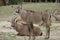 Group Roan antelope, Hippotragus equinus