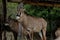 A group of Roan Antelopes inside a wildlife park