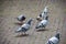 A group of rock doves or rock pigeons or common pigeons - members of the bird family Columbidae