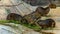 Group of rock hyraxes eating together, tropical animal specie from Africa