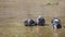 A group of Rock Pigeons Columba livia bathe and basks in the sun