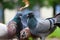 Group of rock pigeons doves sitting on the ground fighting struggling for food bread