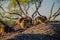 A group of rock wallabies