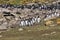 Group of rockhopper penguins runs from their colony towards the sea on Saunders Island, Falkland Islands