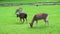 Group of roe deers eating green grass in a park